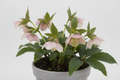 HELLEBORUS
'Ice and Roses Frost Rose' Lenten Rose