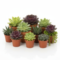 Succulents 3.5